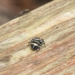 Thorelliola ensifera