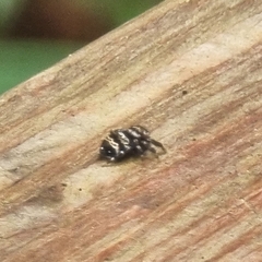 Thorelliola ensifera