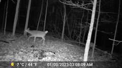 Odocoileus virginianus