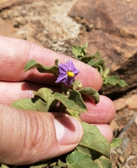 Solanum tomentosum