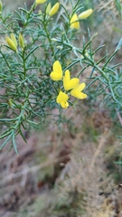 Ulex parviflorus