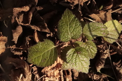 Lamium