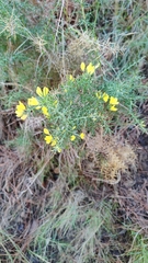 Ulex parviflorus