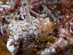 Spurilla braziliana