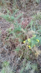 Ulex parviflorus
