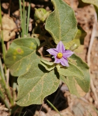 Solanum tomentosum
