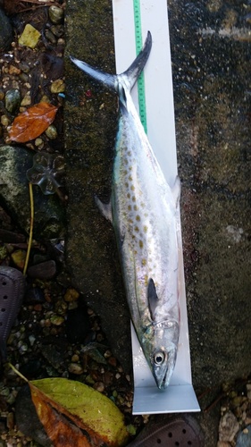 Serra Spanish mackerel (Scomberomorus brasiliensis) — Scombridae