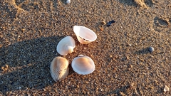 Anadara kagoshimensis