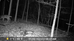 Odocoileus virginianus