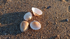 Anadara kagoshimensis