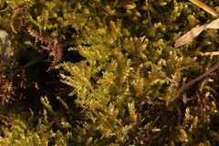 Eurhynchium angustirete