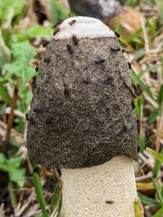 Drosophilidae