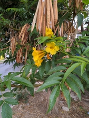 Tecoma stans