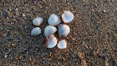 Cerastoderma glaucum