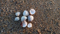 Cerastoderma glaucum