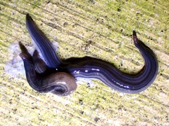 Kontikia ventrolineata