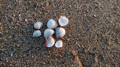 Cerastoderma glaucum