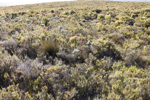 Image of Xiphotheca fruticosa by (c) Tony Rebelo, some rights reserved (CC BY-SA)