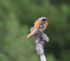 Phoenicurus erythronotus