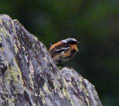 Phoenicurus erythronotus