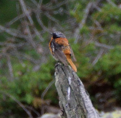 Phoenicurus erythronotus