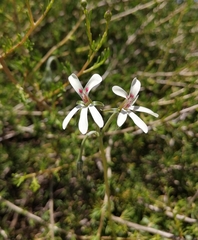 Pelargonium ranunculophyllum