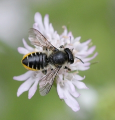 Megachile