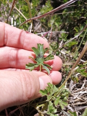 Pelargonium ranunculophyllum