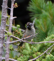 Prunella atrogularis