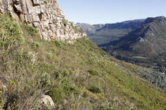Phylica buxifolia