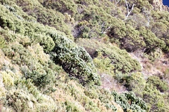 Phylica buxifolia