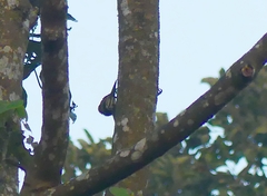 Chrysocolaptes guttacristatus