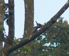 Chrysocolaptes guttacristatus