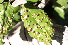Phytoptus dentatae