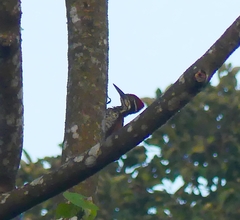 Chrysocolaptes guttacristatus
