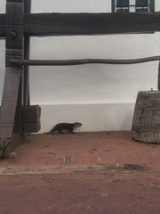 Aonyx capensis capensis