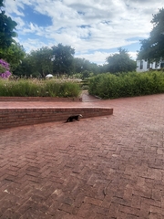 Aonyx capensis capensis