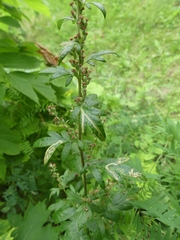 Liriomyza ptarmicae