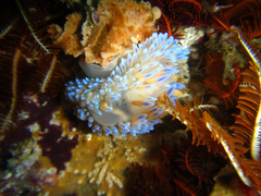 Thysanozoon brocchii