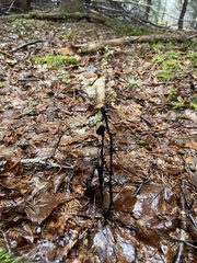 Monotropa uniflora