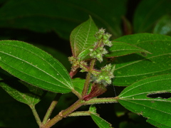 Miconia bracteata