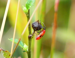 Dysdercus cingulatus