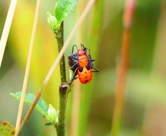 Dysdercus cingulatus