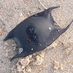 Rostroraja eglanteria