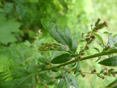 Liriomyza ptarmicae