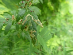 Liriomyza ptarmicae