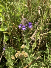Stemodia durantifolia