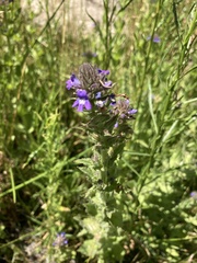 Stemodia durantifolia