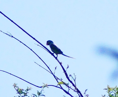 Psittacula columboides