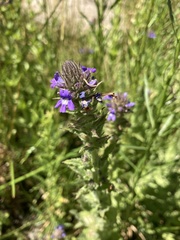 Stemodia durantifolia